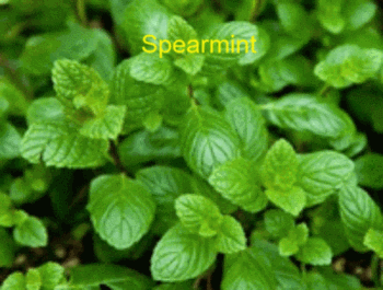 Spearmint herb plant. Fast easy to plant. Amazing flavor. Harvest when leaves are young. Grow Herb Plant Spearmint in your garden or plant in Grow Greener Grow Bags n Pots and plant many Spearmint Plant. Harvest all season and  enjoy when there is none.   Easy to plant and fast to grow. Buy Best Buy Now.