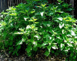 Where to buy Stinging Nettle Herb Plant. Plant your Stinging Nettle in Grow Green Fabric Bags - no weeds no garden pests.By many Stinting Nettle  plant around your garden and keep the garden pest out. Also many health benefits as well. Amazing flavor and excellent Tea.