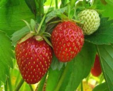 Healthy plentiful Strawberry harvests come from plants being fed . Use Strawberry Compost Tea. We have taken the workout of making compost you just add water.