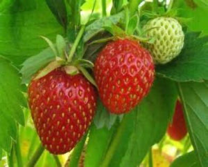 Healthy plentiful Strawberry harvests come from plants being fed . Use Strawberry Compost Tea. We have taken the workout of making compost you just add water.