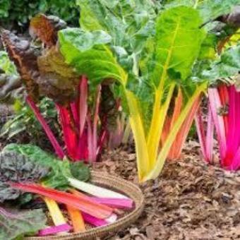 Swiss Chard Plants for sale for your garden. Plant Swiss Chard fast to grow and harvest all season.