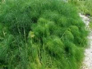Jersey Giant 2 Year Asparagus easy to plant fast to grow.  Plant your Asparagus in your garden or plant in Grow Greener Grow Bags. Fed the Skip Jack Fish Emolution and watch them grow and start producing for you., Buy Now Buy Best Near Me.
