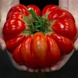 Growing gardening World's Largest Tomato. What fun and so delicious fast and easy to grow.