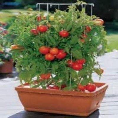 Buy the World's biggest organic  farm raised Tomato Plant. Sweet tender and juicy.  Fast to grow unique flavor. Buy many and make your garden a show case.  Plant garlic in between your tomato plants and keep the pest out.