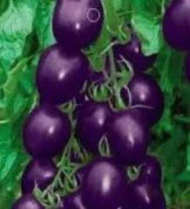 Gardening purple tomato plant. Fast to grow easy to plant unique colorful gardening tomato plant.
