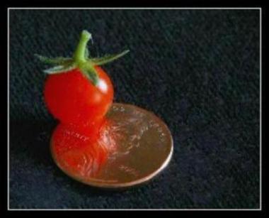Gardening and growing Worlds Smallest Tomato plant organic. Easy to garden grows fast. Produces many organic tomatoes.