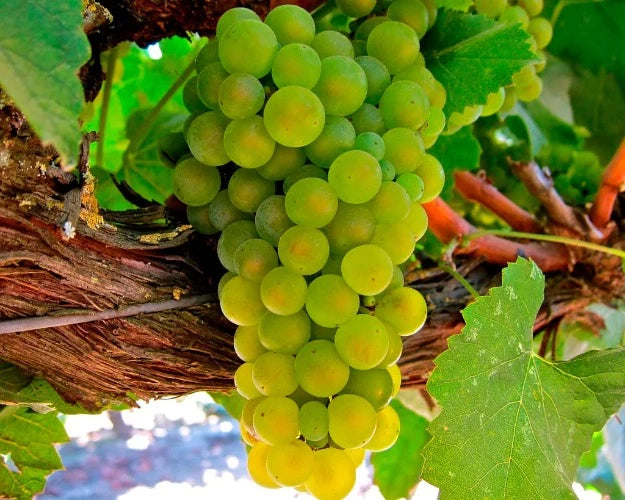 White Grapes 2 Year  Vines Buy Now  ***