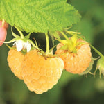 Why Plant Yellow Raspberry Plants? Amazing fresh sweet flavor in each berry. Great for making jelly, jam, or just eating fresh. Raspberry Plants come back early Spring and last about 20 years. Make a colorful garden plant many varieties of Raspberry plants - red, yellow, black, purple.  Easy to plant and fast to grow.