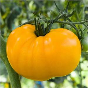 Yellow Tomato plants for sale. These are a gardening delight. Easy to plant care-free fast to grow. Buy many yellow tomato plants and enjoy the harvest. Plant garlic in beyween your tomato plant and keep the pests out .